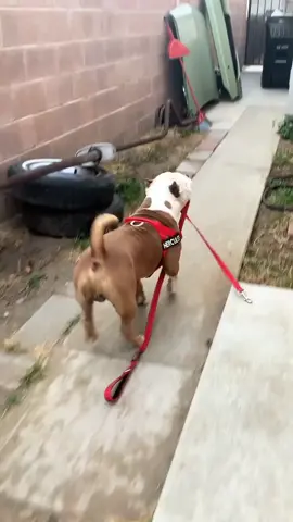 It’s just his thing, ya know 😉🥰 #fyp #hercthebully #bullylove #americanbully #dontbullymybreed #walkies #hercules #sillyboy #dogsoftiktok