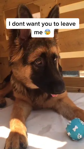 Can we be friends? 🥺 #PetsOfTikTok #share #fyp #foryou #tiktok #foryoupage #viral #pet #tiktokpoll