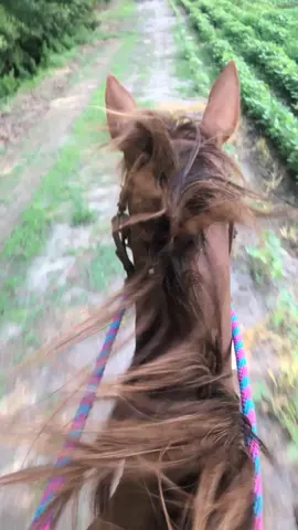 @casey.m.rose #horses #colt #horsebackriding #adventure #pov #firstperson #fyp #horseriding #western #xyzbca #Summer