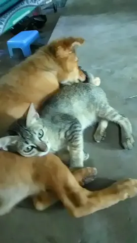 🐱🐶