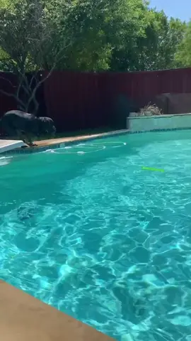 Jumpin’ in summer like 🐶 💦 #dogsoftiktok #tiktokdogs #swimmingpool #dogvideos