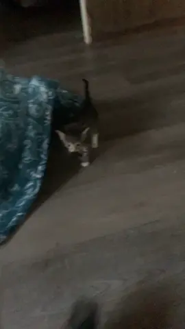 #catsoftiktok #fyp I named her Padme ❤️😊 one day her brothers will accept her 🥺