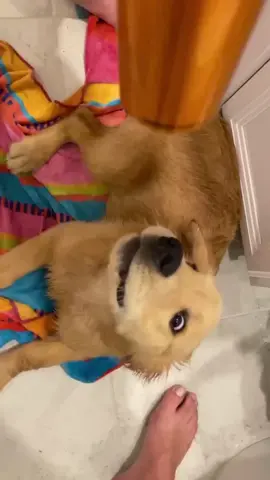 may da floof b wit u homiez #meetmypet #inyourface #puppy #dogsoftiktok #learningtodog #goldenretriever #fyp #starwars