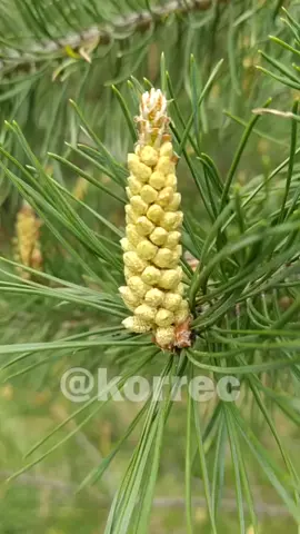 Необычное и очень ароматное варенье #рецепты #варенье