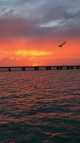 no filter needed #skyway #sunrise #florida #skywaymisfits #floridacheck