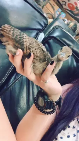 My hands were shaking so my b about the quality buttt here’s both of the babies  #cuteness #babyanimals #babybird #bird