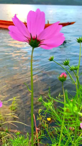 #naturelove #natureathome