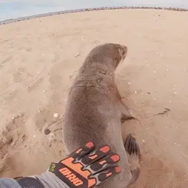 This little guy said “Thank You” after his rescue. Usually they just bite and run. I was happy and he was happy:) #sealrescue #animalrescue