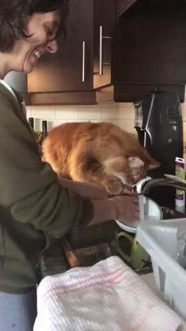 Now he just has to learn how to do the dishes by himself. 🐈🧽🥣 #meetmypet #catsoftiktok #animalsoftiktok