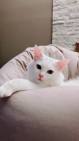 #cat #whitecat #whitecatsoftiktok #catsoftiktok #fyp