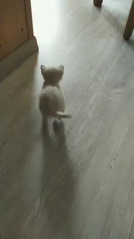 Oggi si sente competitivo 😼#catsoftiktok #gattiditiktok #supermario #supermariochallenge #tinycat #micio #whitecat #babycat #perte #foryoupage #pt
