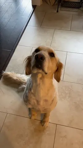 #goldensoftiktok #dogsoftiktok #shaved #fyp