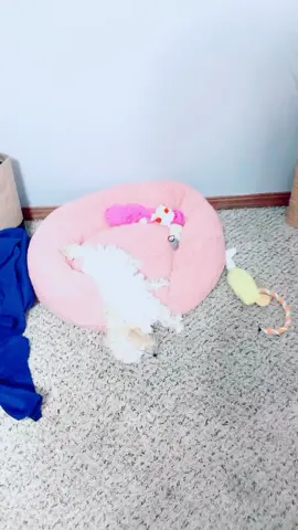 someone still hasn't figured out their new bed yet... #coco #TheHighNote #ratethings #meetmypet #maltipoopuppy #maltipoo #fyp