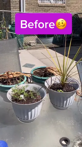 #gardening #plantingwithmom #veryrelaxing #fyp #foryoupage