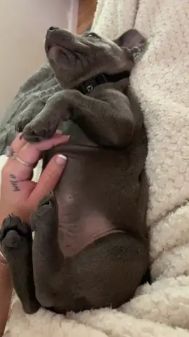Good Morning Fweeends 🐶 #NIVEASPLASH #ratethings #tiktokanimals #dogs #staffy #fyp #famous #puppylife #staffydog #dogsoftiktok #puppy #cute #like