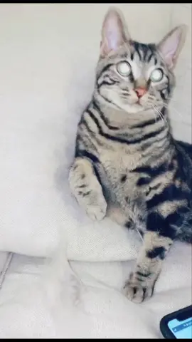 His face 💀😳 #fyp #foryou #foryoupage #tiktokanimals #duet #catsoftiktok #ratethings