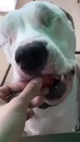 Double Tap = Respect ❤️Credits : @bear.the.blind.pit Awareness, education, love. #cute #dog #dogs