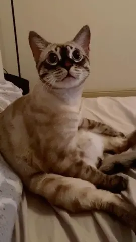 When he wants to sit like you 😂 #cute #funny #cats