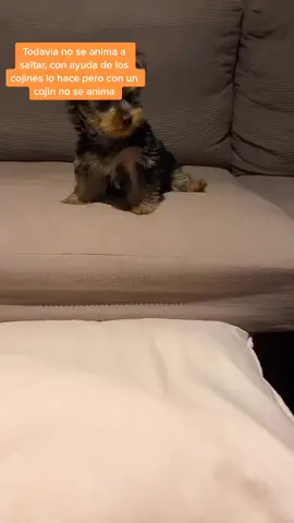 Lia no se anima a saltar😅 #babyLi#yorkiebaby#yorkiesoftiktok#tiktokmascota#mascotastiktok#dogsoftiktok#PetsOfTikTok#tiktoker#yorkiebabygirl#ternura