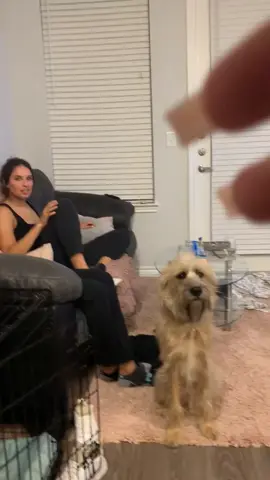 😭😂 he was definitely confused #fyp #clappingchallage #dogsoftiktok