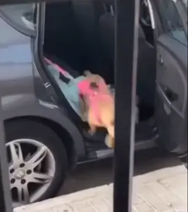 Never leave your doggo behind! #fyp #foryoupage #dog #dogs #doggo #doggy #dogsoftiktok