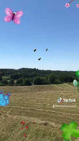 La nature... le bonheur... le chant des oiseaux.... pas belle la vie ? 💓💕💞💖💘💗💝