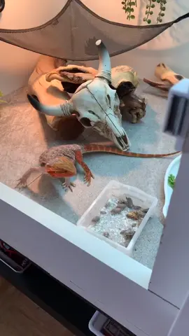 Excited for her dubias #TheHighNote #homeworkout #mywayorthehighway #fyp #beardeddragon #fyp #beardeddragon #beardie #dragon #reptile