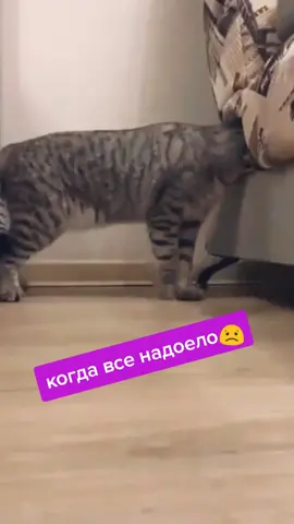 спрятался от всех#кот #котыприколы #любиживотных