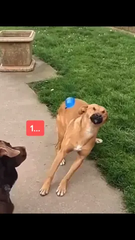 The anticipation… 2nd try (don’t let it flop) #fyp #foryoupage #dog #dogs #dogsoftiktok