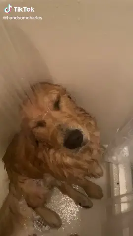 Where are my grapes 🍇 #dog #doggo #wash #dry #bath #tired Credit:@handsomebarley