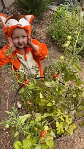 Delicious tomato. #gardening101