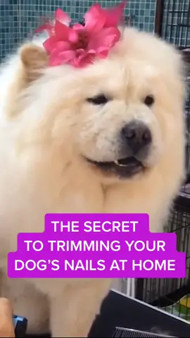 The Scoop: The secret to trimming your pet’s nails at home. #tiktokpartner #LearnOnTikTok #dog #nail