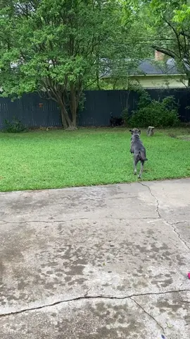 Comin in hot! #foryou #dog #silverlab