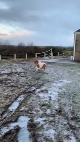 Throwback to frosty weather!! This was when Winter was learning to come to her name though she went crazy instead! Shes also trying to neigh 💓