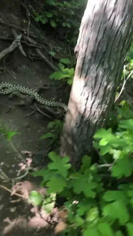 Came across this hissy pants on my hike and had to climb through trees to avoid him. Nope. #run #fyp #hike #mountain #snake #nope #utah #hiker
