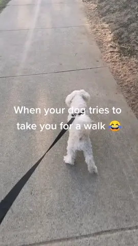 #dogs #dogwalk #doglover #takemeforawalk #sotrue #blackseeds