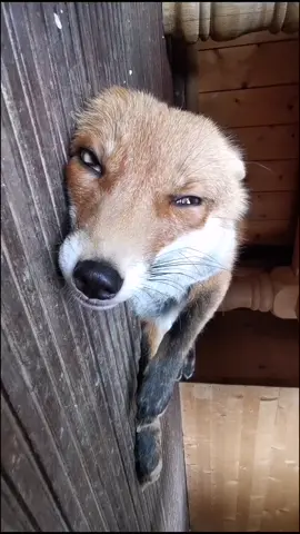 Omg, wer erkennt sich auch wieder? 🤣 #kikifoxfamily #fy  #fox