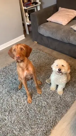Wow these two dogs are clever 🙌😱 (Credit: @ginny_bella2) #fy #fyp #foryou #foryoupage #dog #doggo #dogsoftiktok #dogdance #cleverdog #twodogs