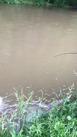 My brother reeling in a nice rainbow trout #virginia #fyp #fishing #rainbowtrout #angler #bigfish