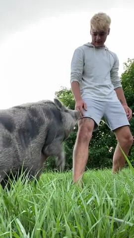 Nothing beats a hug from a pig😂🐷 #animals #pet #pig #foryou #fyp