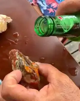 aflojando conchas con cerveza señores
