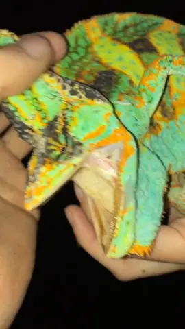 Catching invasive veiled chameleons in Florida￼ this one was huge!  #foryourpage#fyp#foryou#florida