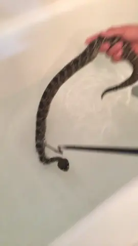 Giving a eastern diamondback rattlesnake a bath #snake#foryou#fyp￼