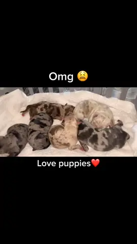 Fresh out the oven 🐾🍪 #puppy #merletri #bully #erpkennels #foryou #riot #4u #trending #viral