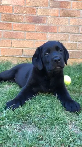 welcome to the family little one #blacklab #puppy #dogsoftiktok #fyp #cute