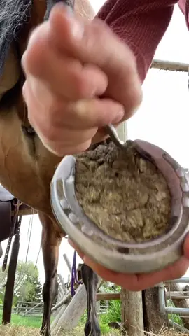 i do a thorough pick often but on the daily i am mostly checking for rocks before a ride #hoofpicking #asmr #HealthyLiving #ranch #riding #horses