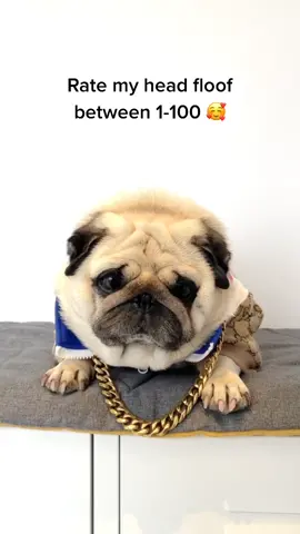 Am I cute? 🥰 #puggysmalls #ratethings #dogsoftiktok #doggy #pug