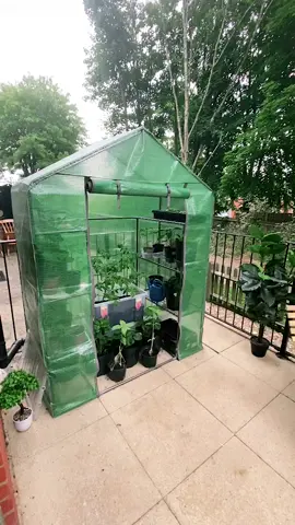 My little greenhouse in our patio💚 #homegrown #veggies #balconygarden
