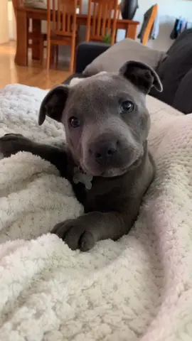 Morning cuddles with mum 🐾 #PetRoutine #viral #dogs #staffy #puppylife #cute #dogsoftiktok #puppylove #fyp #puppy #like #tiktokanimals #follow
