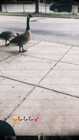 #patitos #animales#animaleslover #fyp #parati